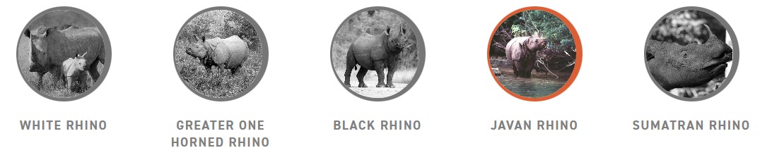 5 Rhinos