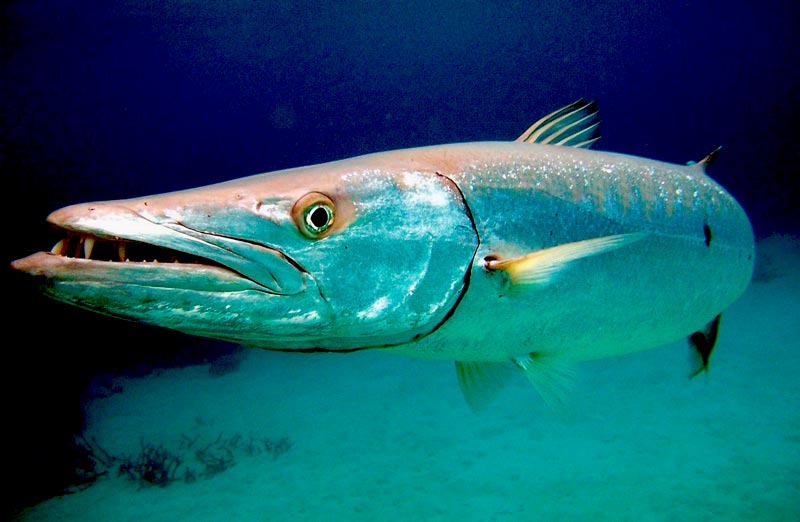 barracuda fish 2023