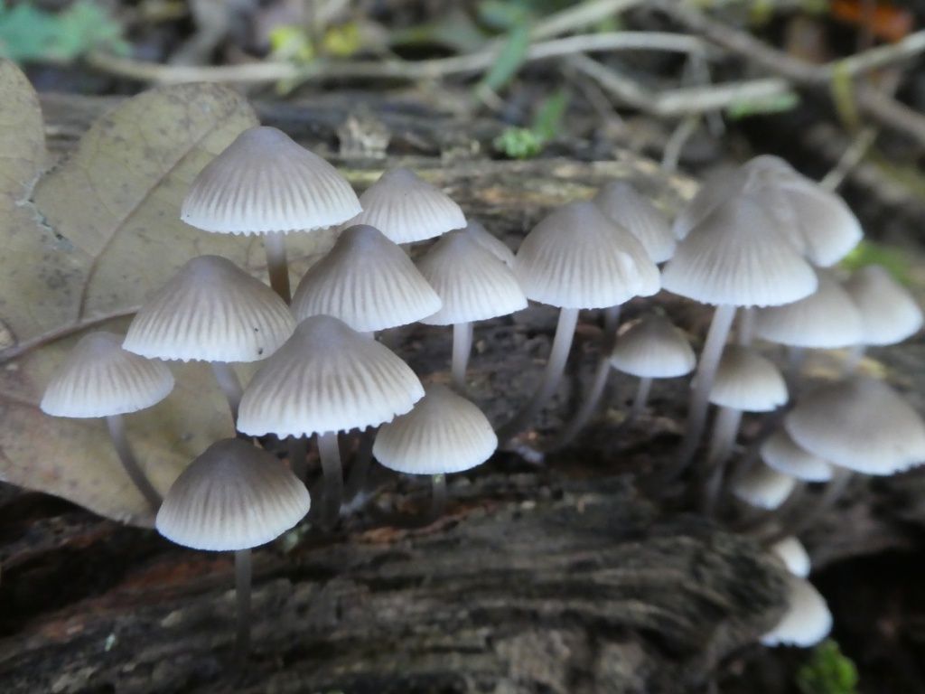 mushrooms types 2024