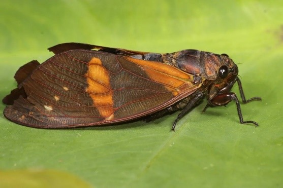 butterfly cicada