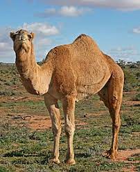 Camelids