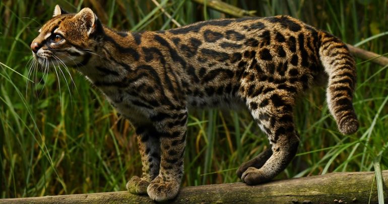Clouded Tiger Cat