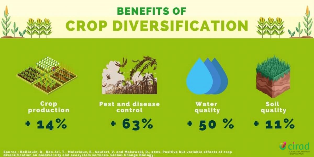 crop diversificaion 2 2023