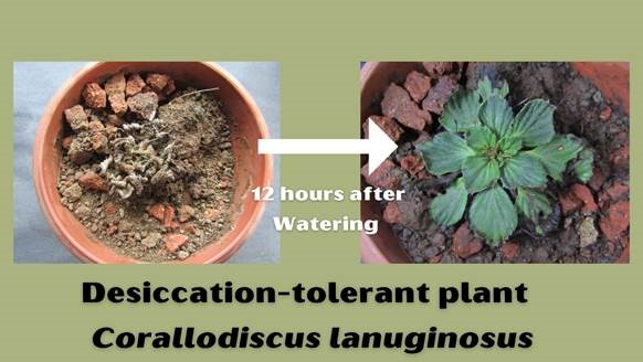 Dessication tolerant vascular plants