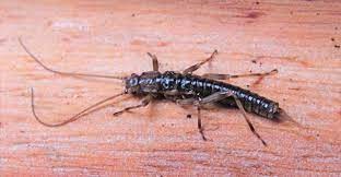 donna-buang-wingless-stonefly