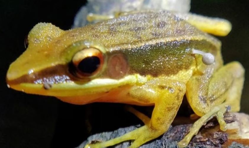 Golden Backed frog Western Ghats 2024