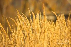 Sikki or Golden Grass 2024