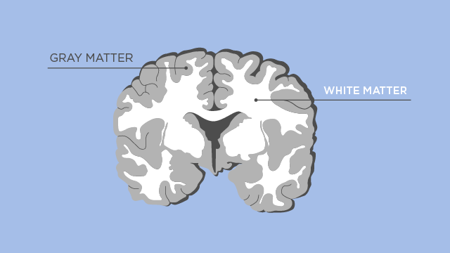Grey Matter in Brain