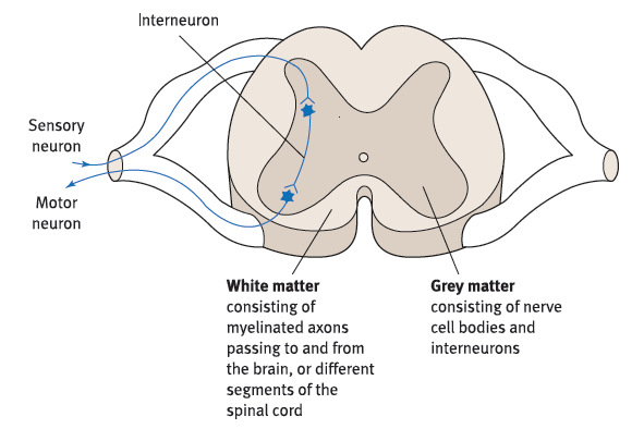 Grey Matter in the Spinal Cord