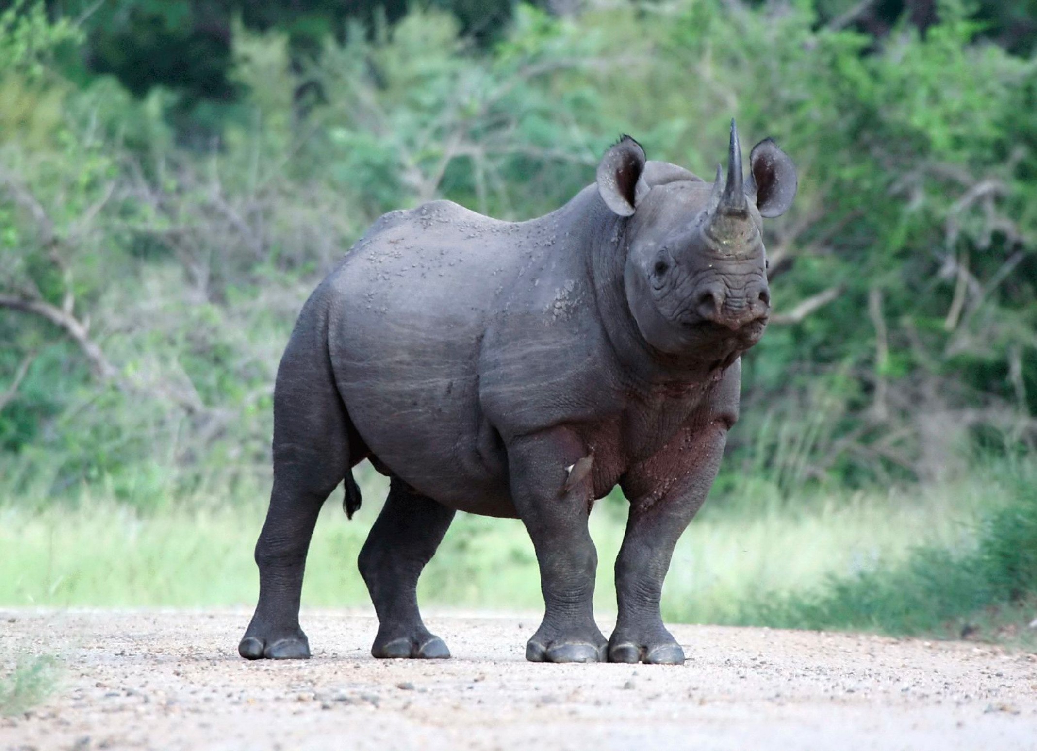 javan rhino