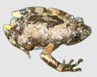jerdons-frog