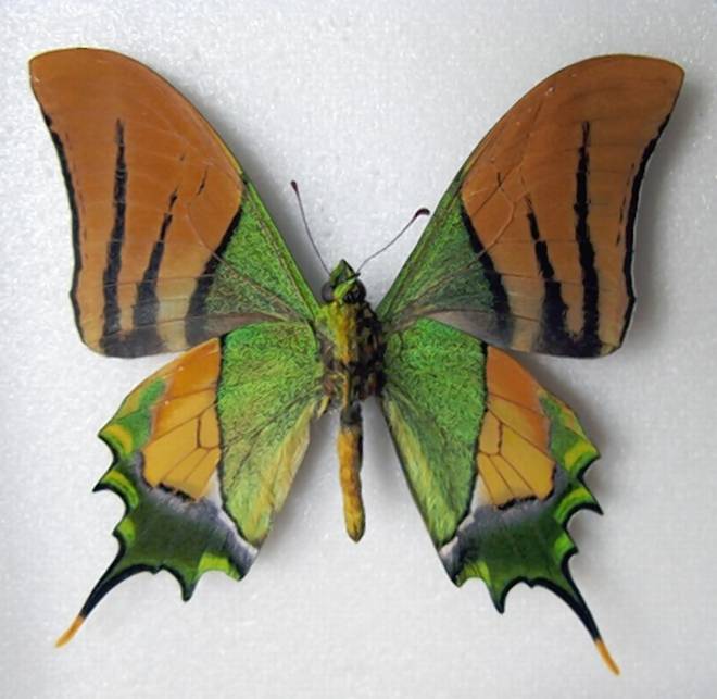 Kaiser-e-Hind Butterfly