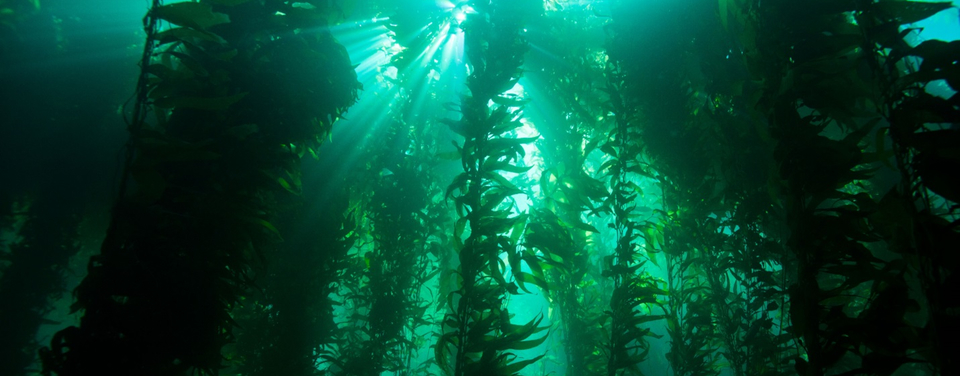 Kelp forests