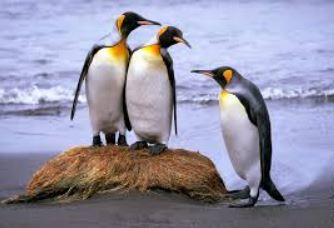 kingpenguins