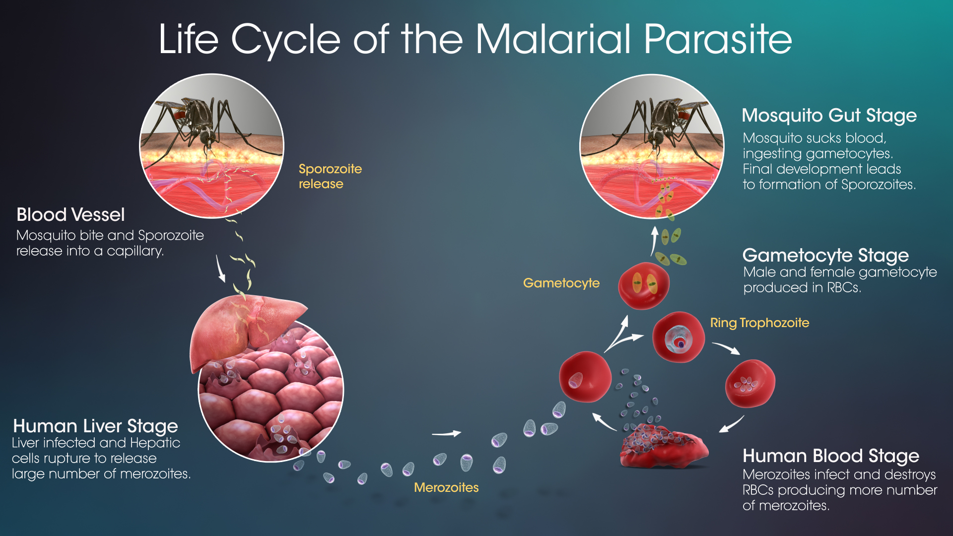Life-Cycle-Of-Malarial-Parasite