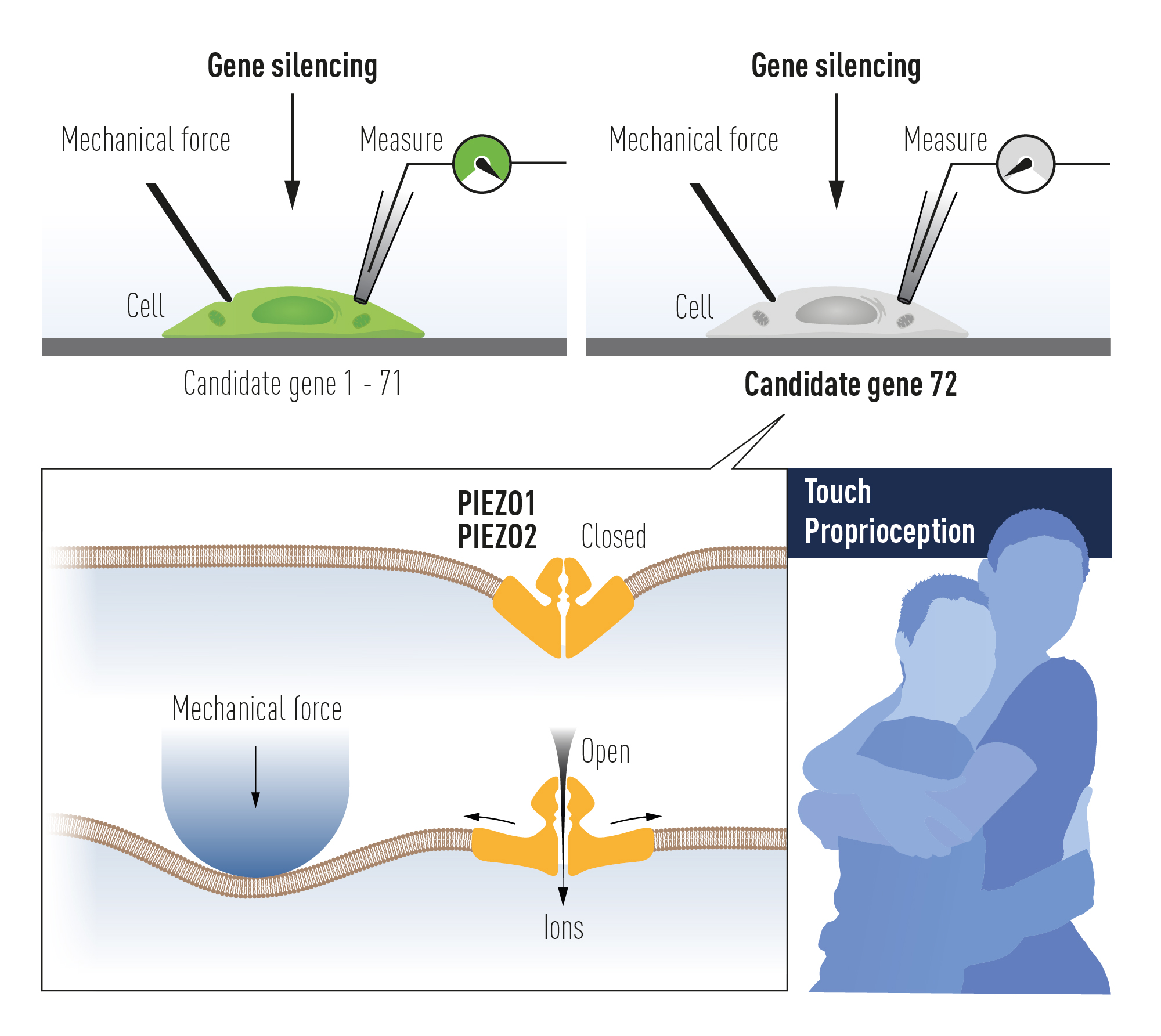 nobel-physiology-touch