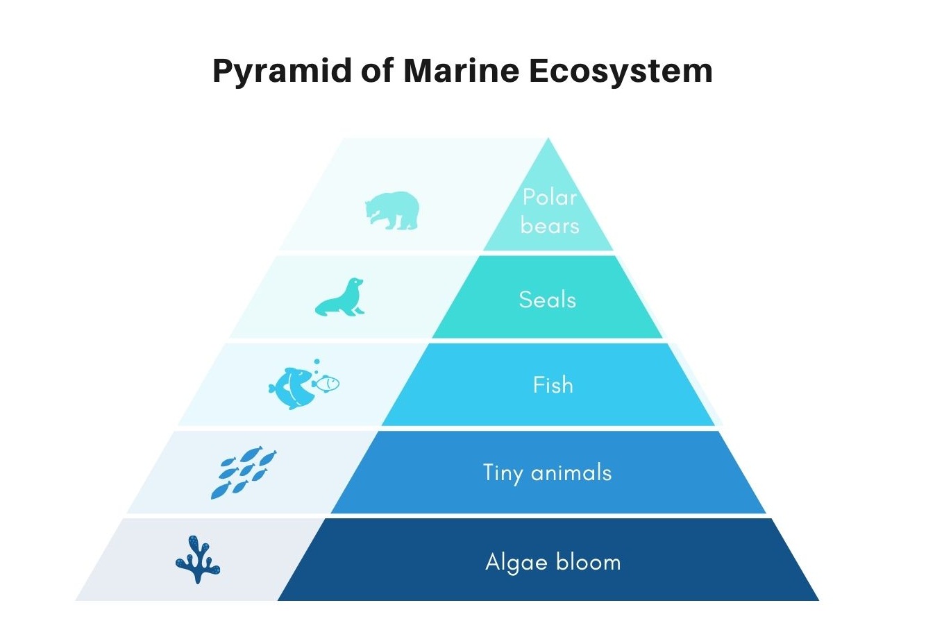 Pyramid of Marine Ecosystem