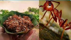 Red Ant Chuteny