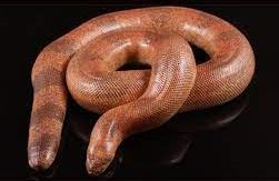 Red Sand Boa most smuggled in 2016-2021