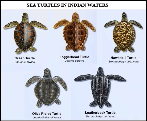 Sea Turtles 2024