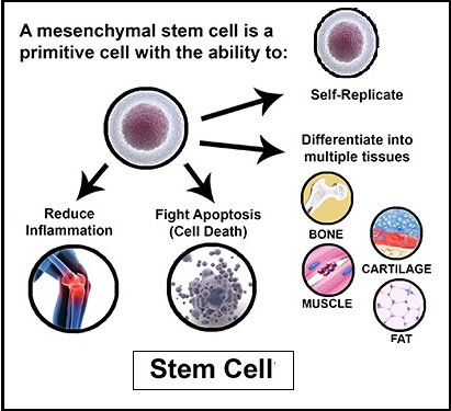 stem-cell